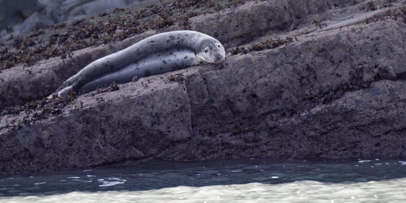 seal